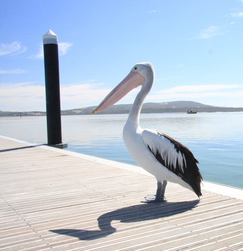 pelican-albany-wa
