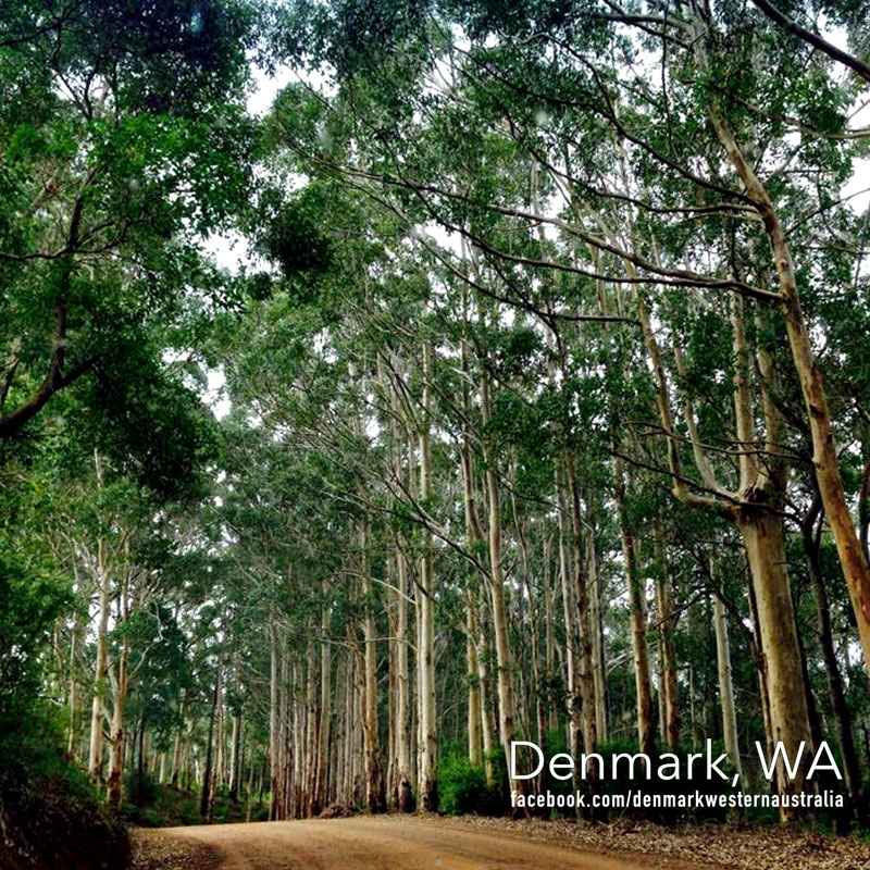 denmark-forests-western-australia